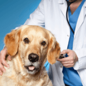 Pre-Vet, Vet School-DVM Forum